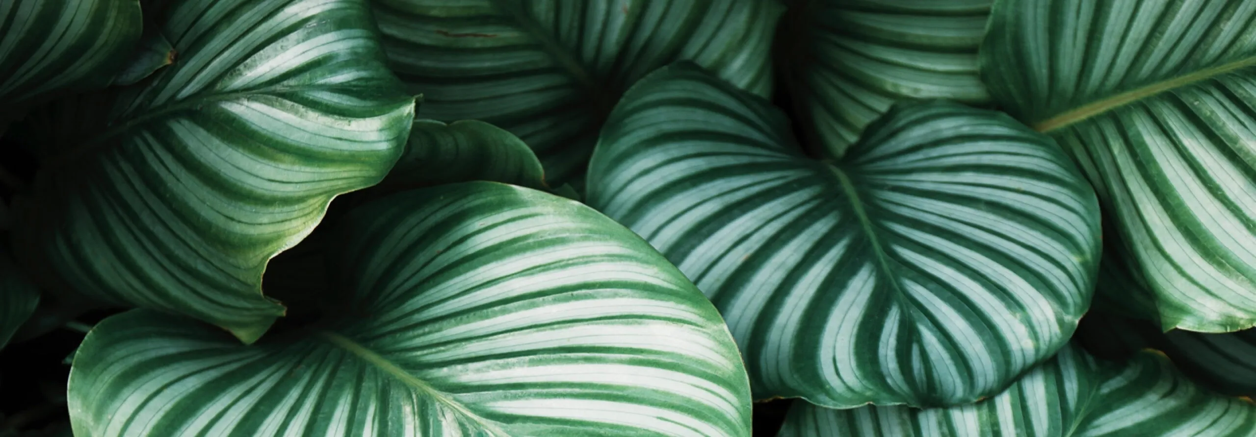 Nuestro compromiso con el medio ambiente